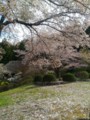 [春][桜][道の駅]道の駅ひがしちちぶ