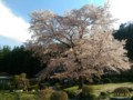 [春][桜][道の駅]道の駅ひがしちちぶ