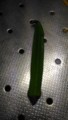 [初物]初オクラ