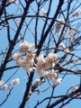 [桜][春]庭の桜