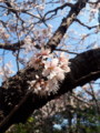 [桜][春]庭の桜