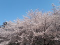 [桜][春][農林公園]