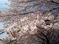 [桜][春][農林公園]