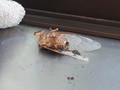 食器乾燥機の後ろから蝉の死骸が… 食器乾燥機の後ろから蝉の死骸が…