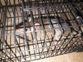[ネズミ]メズミ捕り