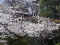 [春][桜][寺]