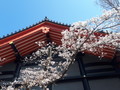 [春][桜][寺]高幡不動尊