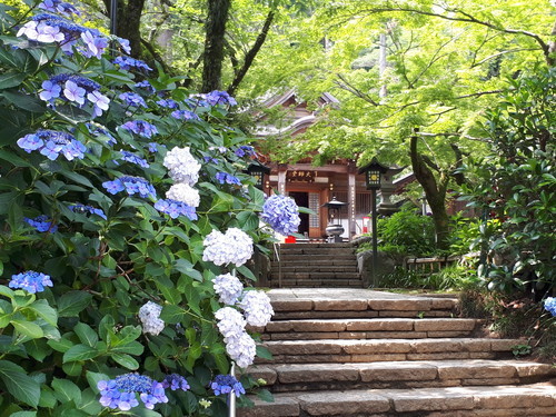 紫陽花
