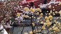 [春]桜