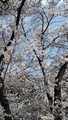 [春]桜