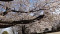 [春]桜