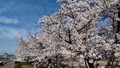 [春]桜