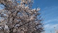 [春]桜