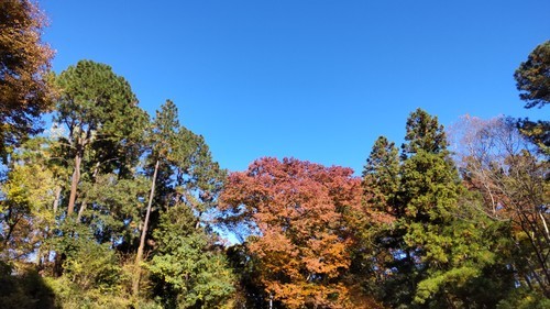 鉢形城址