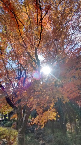 埼玉農林公園