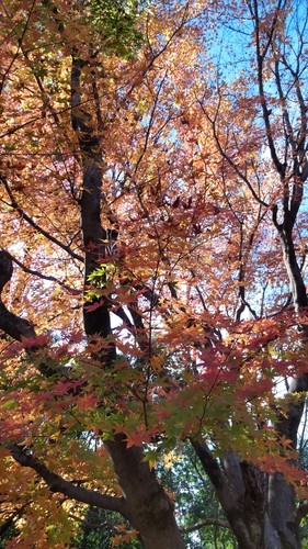 埼玉農林公園