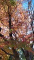 [農林公園][公園]埼玉農林公園