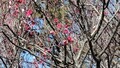 [農林公園][公園]埼玉農林公園の梅