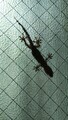 [ヤモリ][初物]やもり