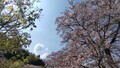 [道の駅ひがしちちぶ][桜]桜