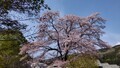 [道の駅ひがしちちぶ][桜]桜