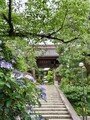 [高幡不動][寺]紫陽花