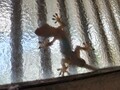 [ヤモリ]ヤモリ