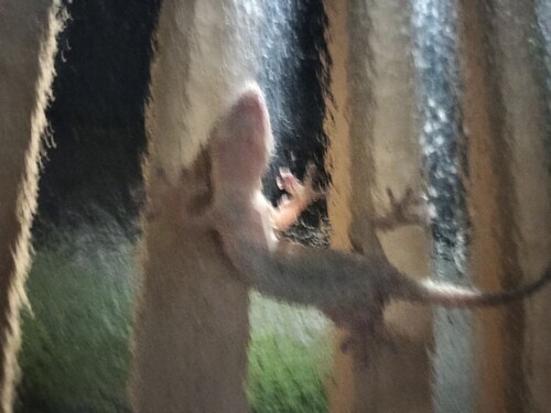 ヤモリ
