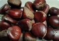 [初物]栗の水煮