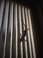 [ヤモリ]ヤモリ