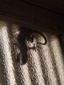 [ヤモリ]ヤモリ