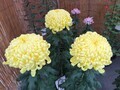 菊祭り