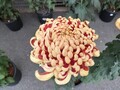 菊祭り