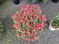 菊祭り