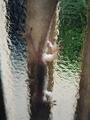 [ヤモリ]ヤモリ①