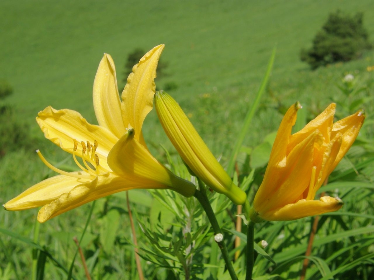 f:id:totsuspo:20080712093509j:plain f:id:totsuspo:20080712093509j:plain