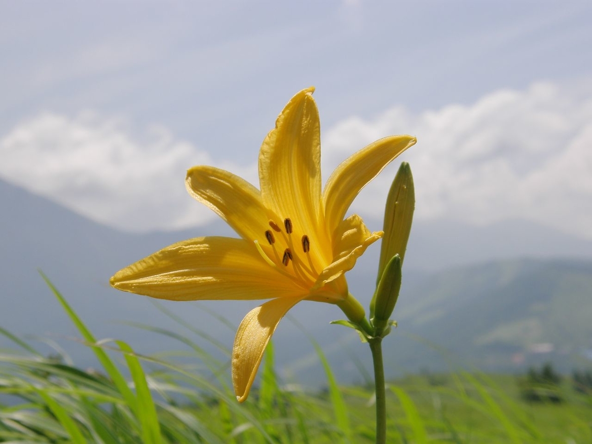 f:id:totsuspo:20080712095618j:plain f:id:totsuspo:20080712095618j:plain