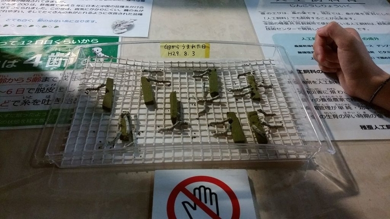 イメージ 17