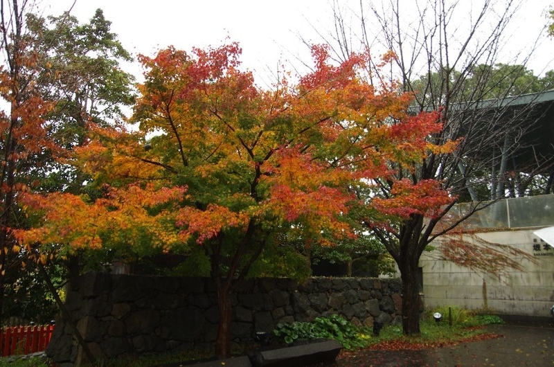 京都紅葉の旅 坂本 南禅寺 京都鉄道博物館 From Shizuoka To Everywhere