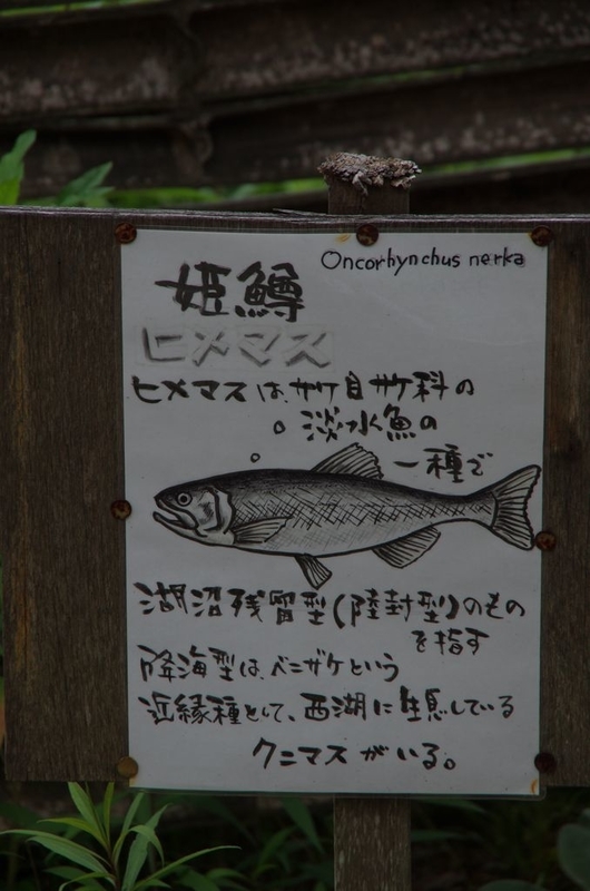 イメージ 11