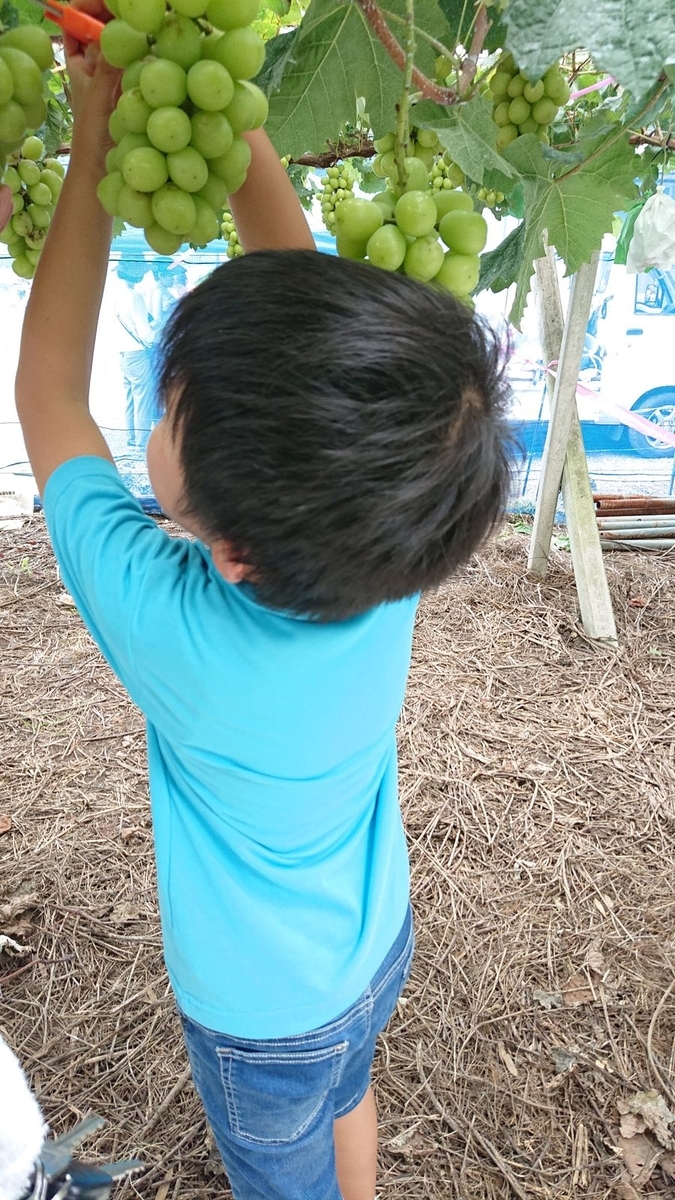 f:id:totsuspo:20191022212208j:plain