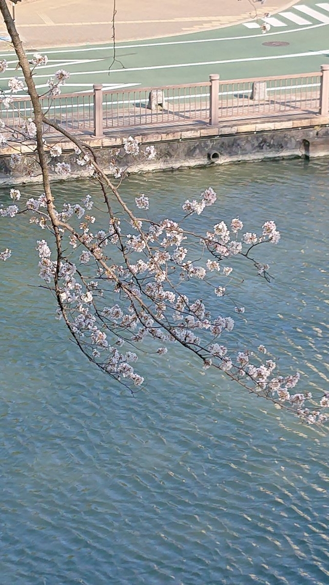 f:id:totsuspo:20200405153310j:plain f:id:totsuspo:20200405153310j:plain