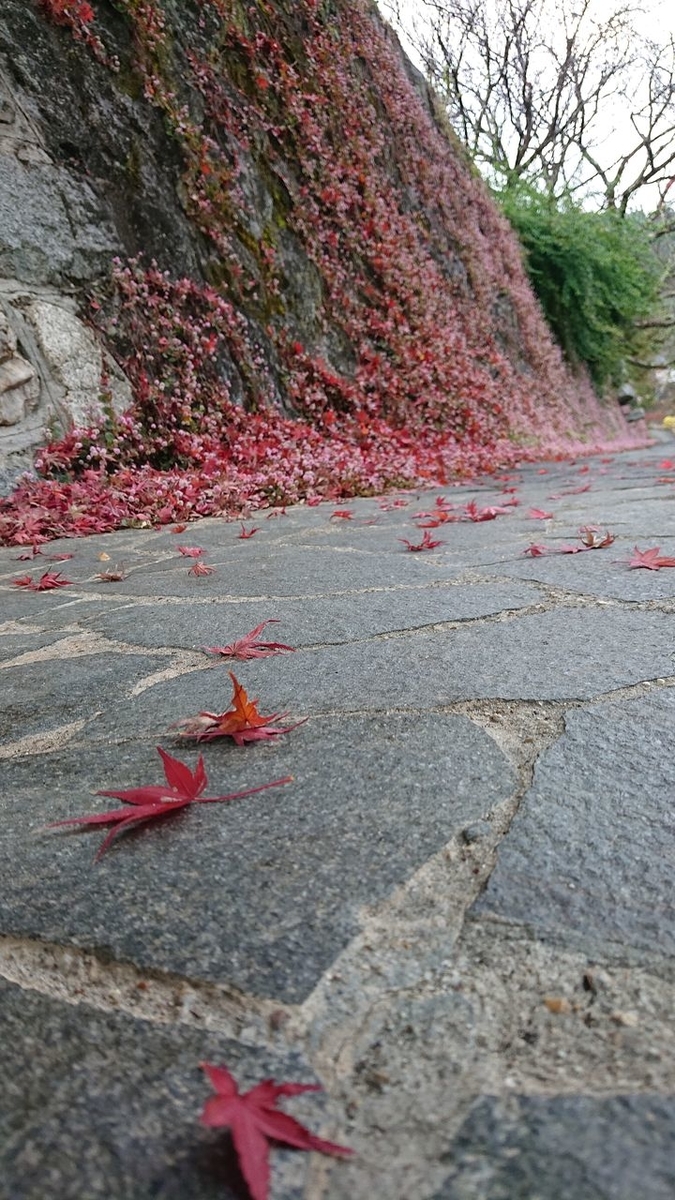 f:id:totsuspo:20201123073133j:plain