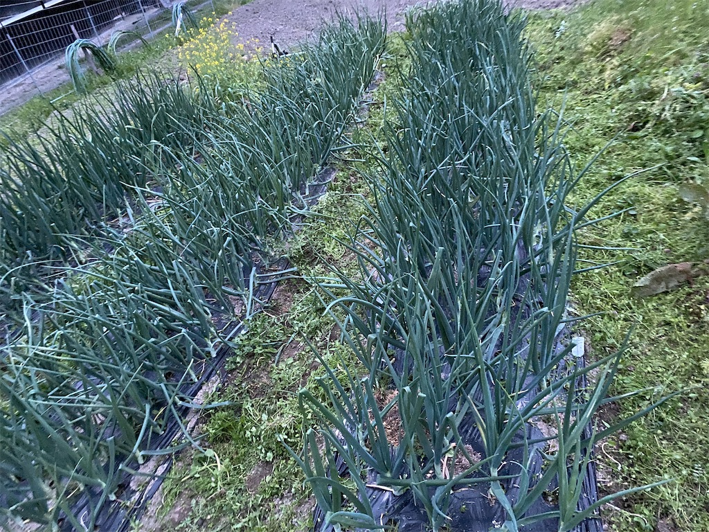 f:id:tottarou:20220424131742j:image f:id:tottarou:20220424131742j:image