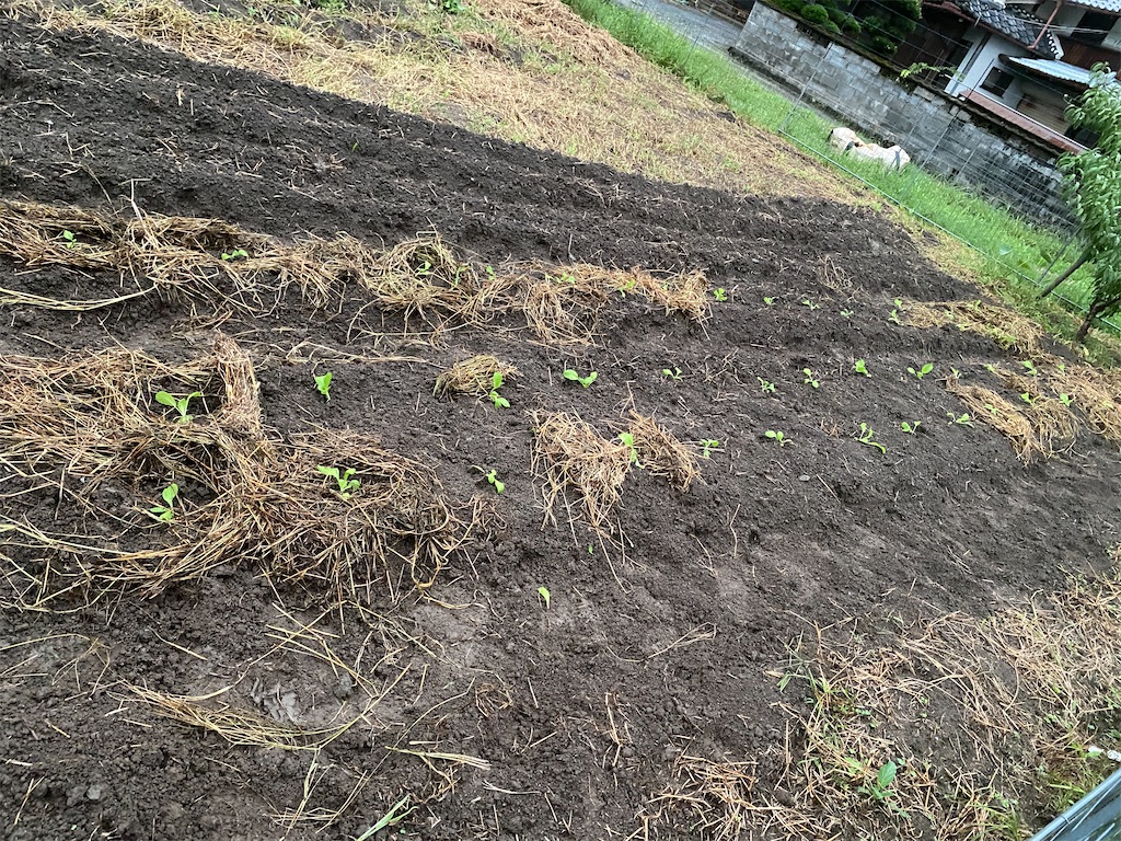 f:id:tottarou:20220909192630j:image