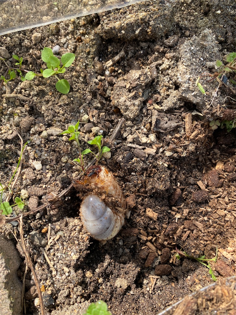 f:id:tottarou:20221022233525j:image