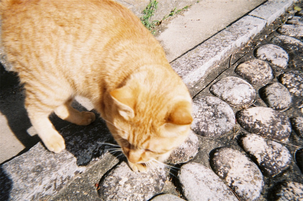 f:id:totto1234:20220409202002j:image f:id:totto1234:20220409202002j:image