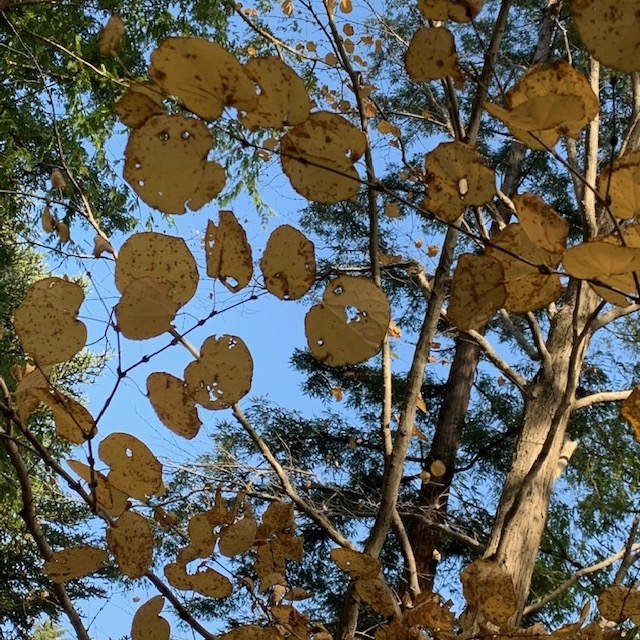 f:id:tottopappa:20191119173350j:plain
