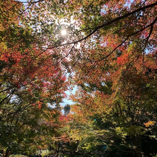 f:id:tottopappa:20191119173408j:plain