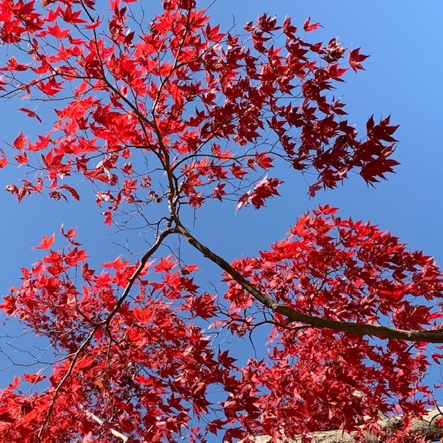 f:id:tottopappa:20191119173414j:plain
